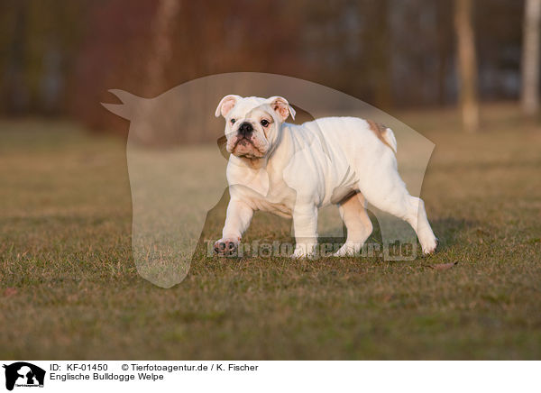 Englische Bulldogge Welpe / English Bulldog Puppy / KF-01450
