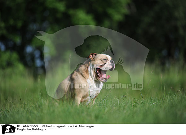 Englische Bulldogge / AM-02553