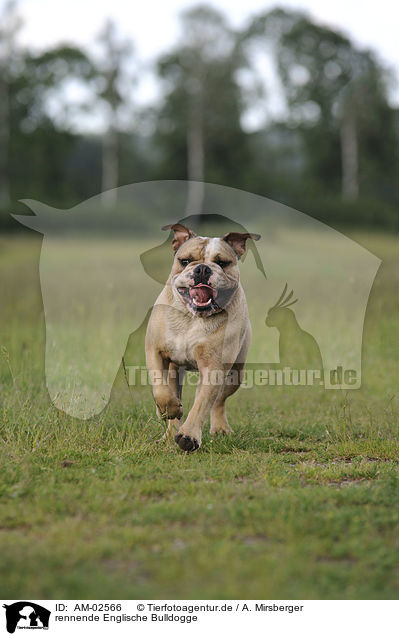 rennende Englische Bulldogge / AM-02566