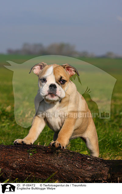 Englische Bulldogge Welpe / English Bulldog puppy / IF-06472