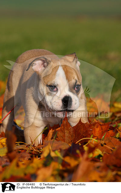Englische Bulldogge Welpe / English Bulldog puppy / IF-06480