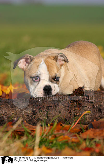 Englische Bulldogge Welpe / English Bulldog puppy / IF-06491