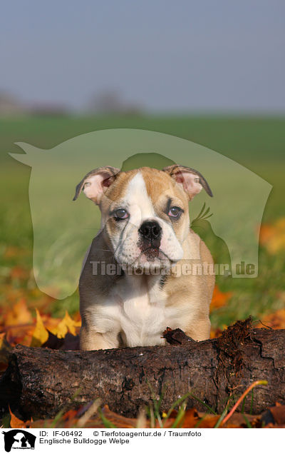 Englische Bulldogge Welpe / English Bulldog puppy / IF-06492