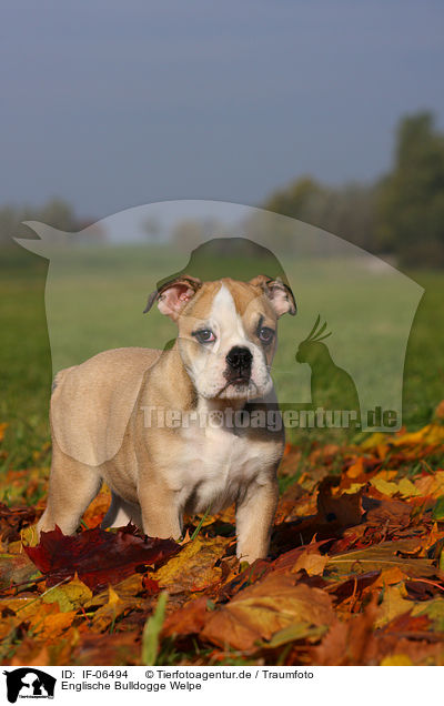 Englische Bulldogge Welpe / English Bulldog puppy / IF-06494