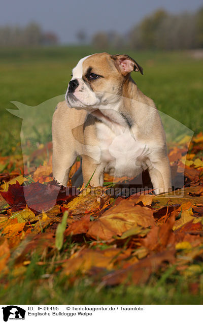 Englische Bulldogge Welpe / English Bulldog puppy / IF-06495