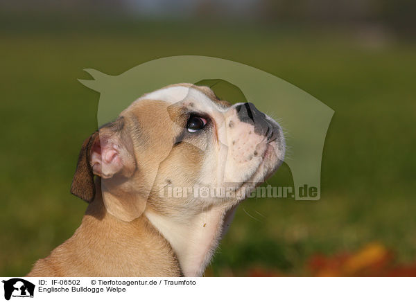 Englische Bulldogge Welpe / English Bulldog puppy / IF-06502