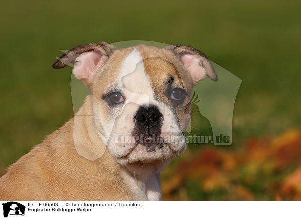 Englische Bulldogge Welpe / English Bulldog puppy / IF-06503