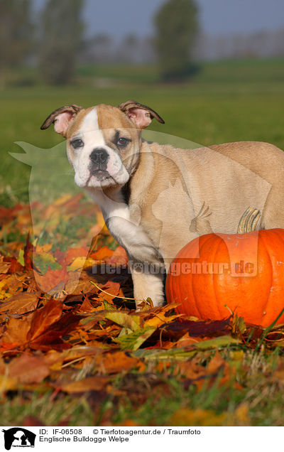 Englische Bulldogge Welpe / English Bulldog puppy / IF-06508