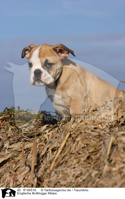 Englische Bulldogge Welpe / English Bulldog puppy / IF-06516