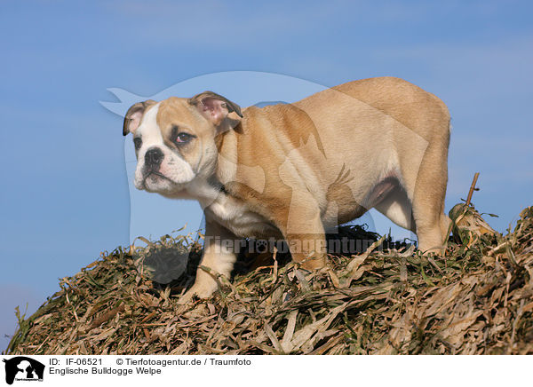 Englische Bulldogge Welpe / IF-06521
