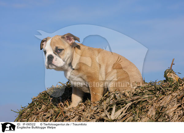 Englische Bulldogge Welpe / English Bulldog puppy / IF-06522
