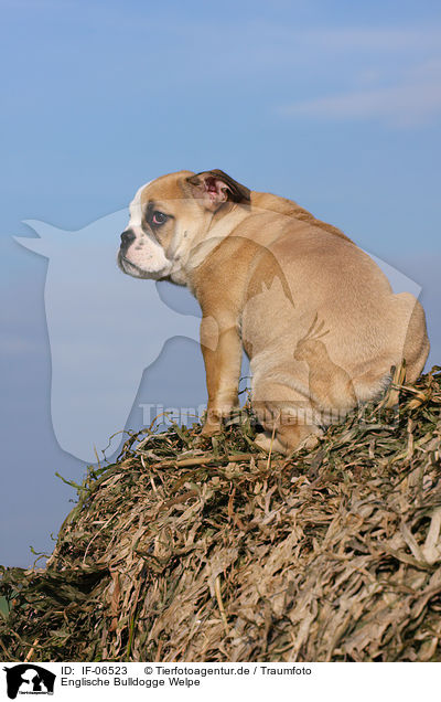 Englische Bulldogge Welpe / English Bulldog puppy / IF-06523