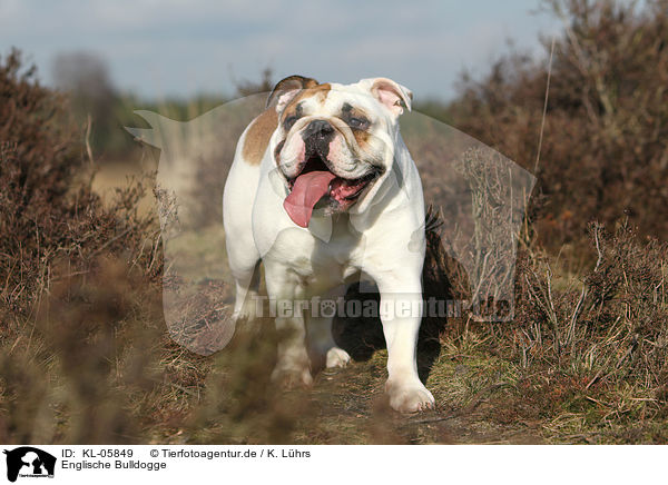 Englische Bulldogge / English Bulldog / KL-05849