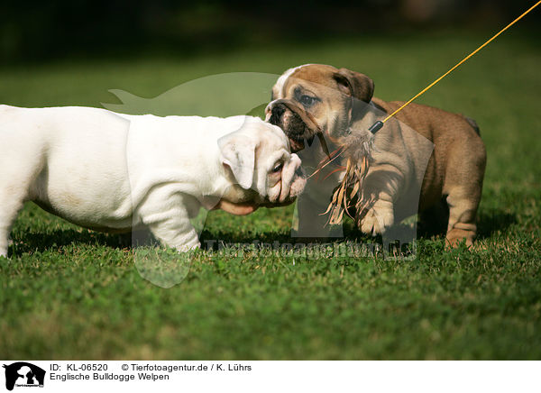 Englische Bulldogge Welpen / English Bulldog Puppies / KL-06520