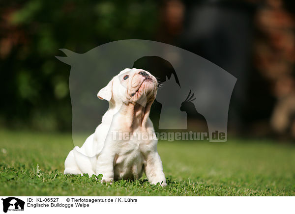 Englische Bulldogge Welpe / English Bulldog Puppy / KL-06527