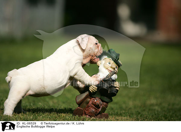 Englische Bulldogge Welpe / English Bulldog Puppy / KL-06529