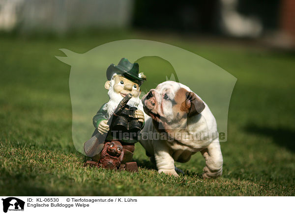 Englische Bulldogge Welpe / English Bulldog Puppy / KL-06530