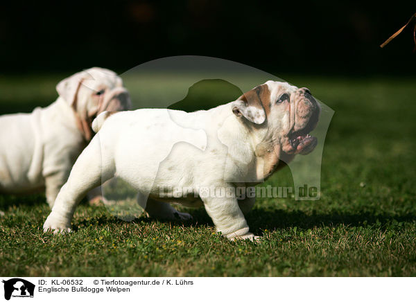 Englische Bulldogge Welpen / English Bulldog Puppies / KL-06532