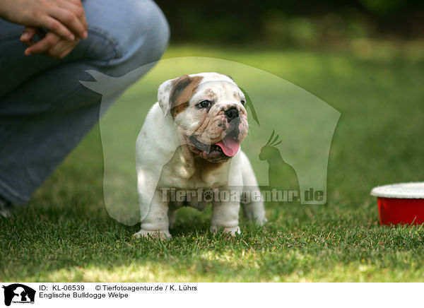 Englische Bulldogge Welpe / English Bulldog Puppy / KL-06539