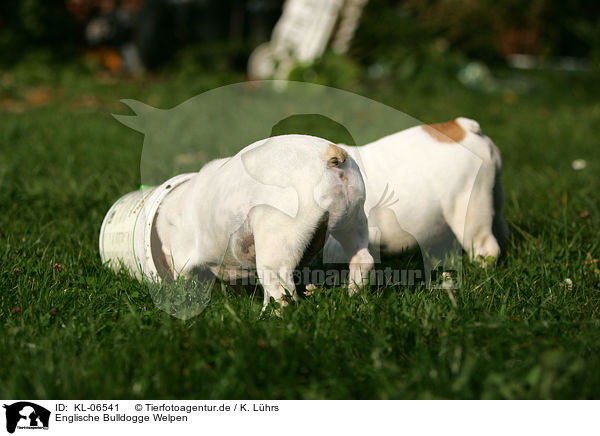 Englische Bulldogge Welpen / English Bulldog Puppies / KL-06541