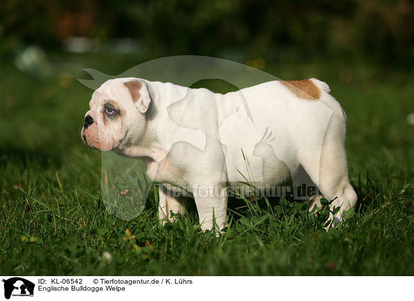 Englische Bulldogge Welpe / English Bulldog Puppy / KL-06542
