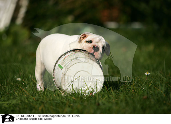 Englische Bulldogge Welpe / English Bulldog Puppy / KL-06544