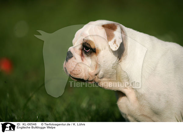 Englische Bulldogge Welpe / English Bulldog Puppy / KL-06546