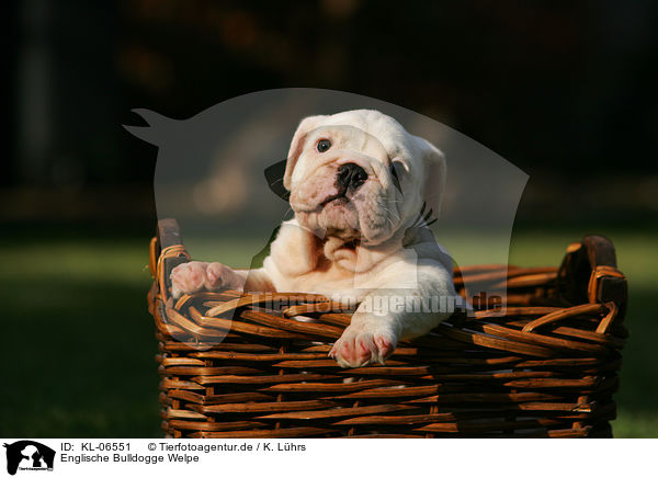 Englische Bulldogge Welpe / English Bulldog Puppy / KL-06551