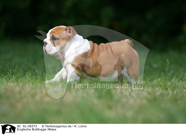 Englische Bulldogge Welpe / English Bulldog Puppy / KL-06573
