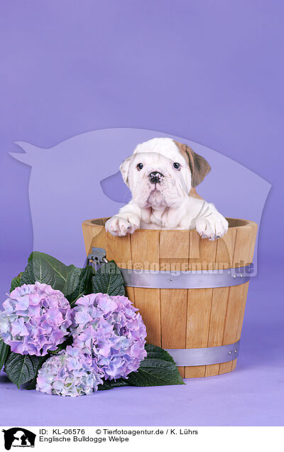 Englische Bulldogge Welpe / English Bulldog Puppy / KL-06576