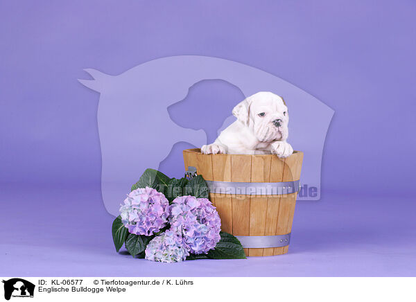 Englische Bulldogge Welpe / English Bulldog Puppy / KL-06577