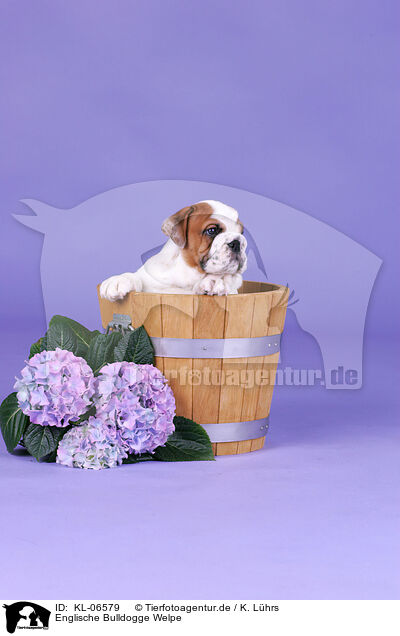 Englische Bulldogge Welpe / English Bulldog Puppy / KL-06579