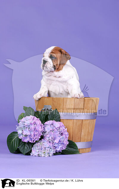 Englische Bulldogge Welpe / English Bulldog Puppy / KL-06581