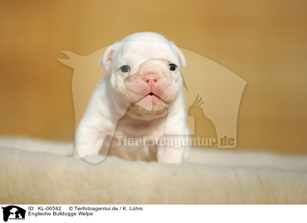 Englische Bulldogge Welpe / KL-06582
