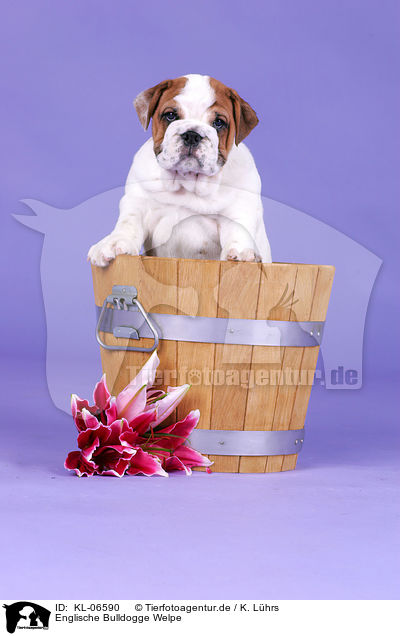 Englische Bulldogge Welpe / KL-06590