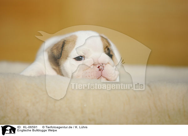 Englische Bulldogge Welpe / English Bulldog Puppy / KL-06591