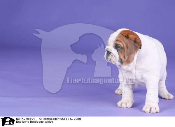 Englische Bulldogge Welpe / English Bulldog Puppy / KL-06594