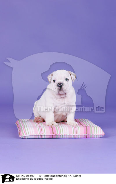 Englische Bulldogge Welpe / English Bulldog Puppy / KL-06597