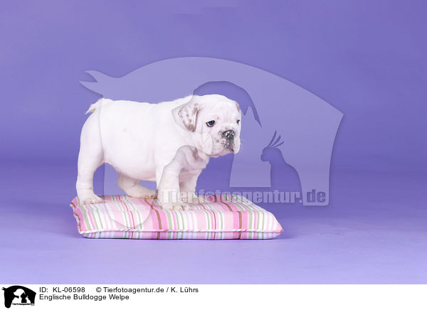 Englische Bulldogge Welpe / English Bulldog Puppy / KL-06598