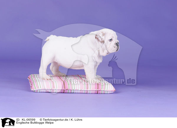 Englische Bulldogge Welpe / English Bulldog Puppy / KL-06599