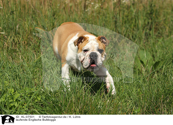 laufende Englische Bulldogge / walking English Bulldog / KL-07501