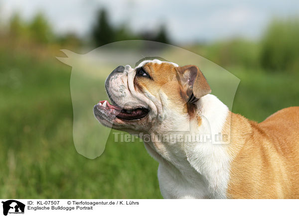 Englische Bulldogge Portrait / English Bulldog Portrait / KL-07507