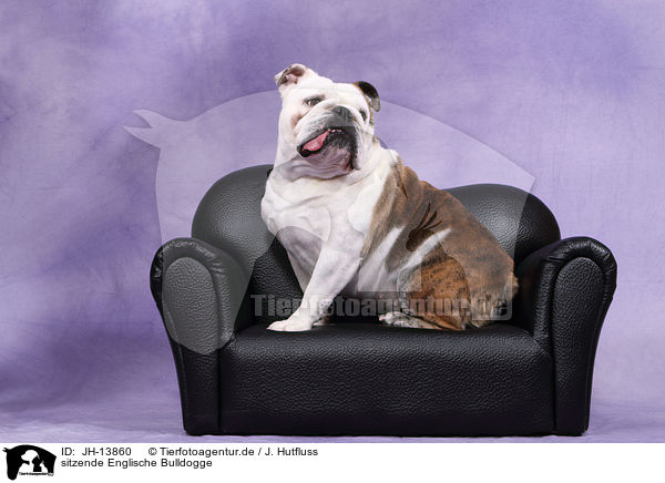 sitzende Englische Bulldogge / sitting English Bulldog / JH-13860