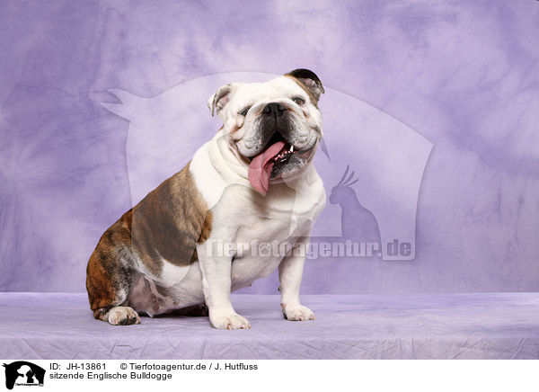 sitzende Englische Bulldogge / sitting English Bulldog / JH-13861