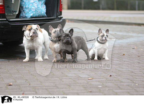 4 Hunde / 4 dogs / KL-08526