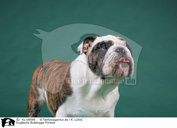 Englische Bulldogge Portrait / KL-08566