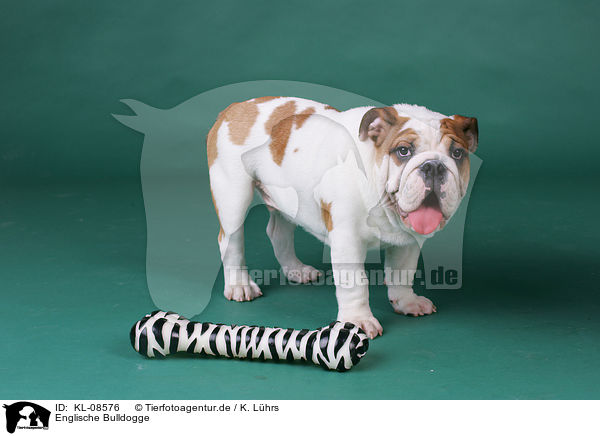 Englische Bulldogge / English Bulldog / KL-08576