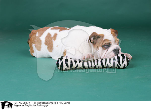 liegende Englische Bulldogge / lying English Bulldog / KL-08577