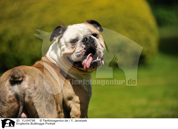 Englische Bulldogge Portrait / YJ-04796