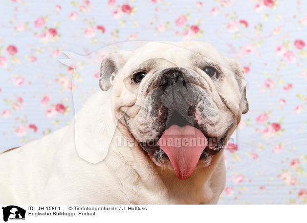 Englische Bulldogge Portrait / JH-15861